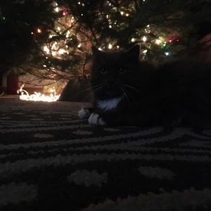 Meet your Posher, Maddy